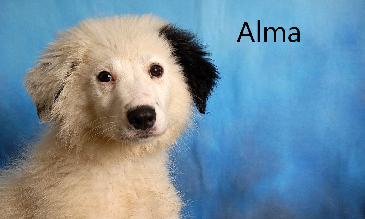 Alma, an adopted mixed breed in Mount Vernon, OH image 1/2