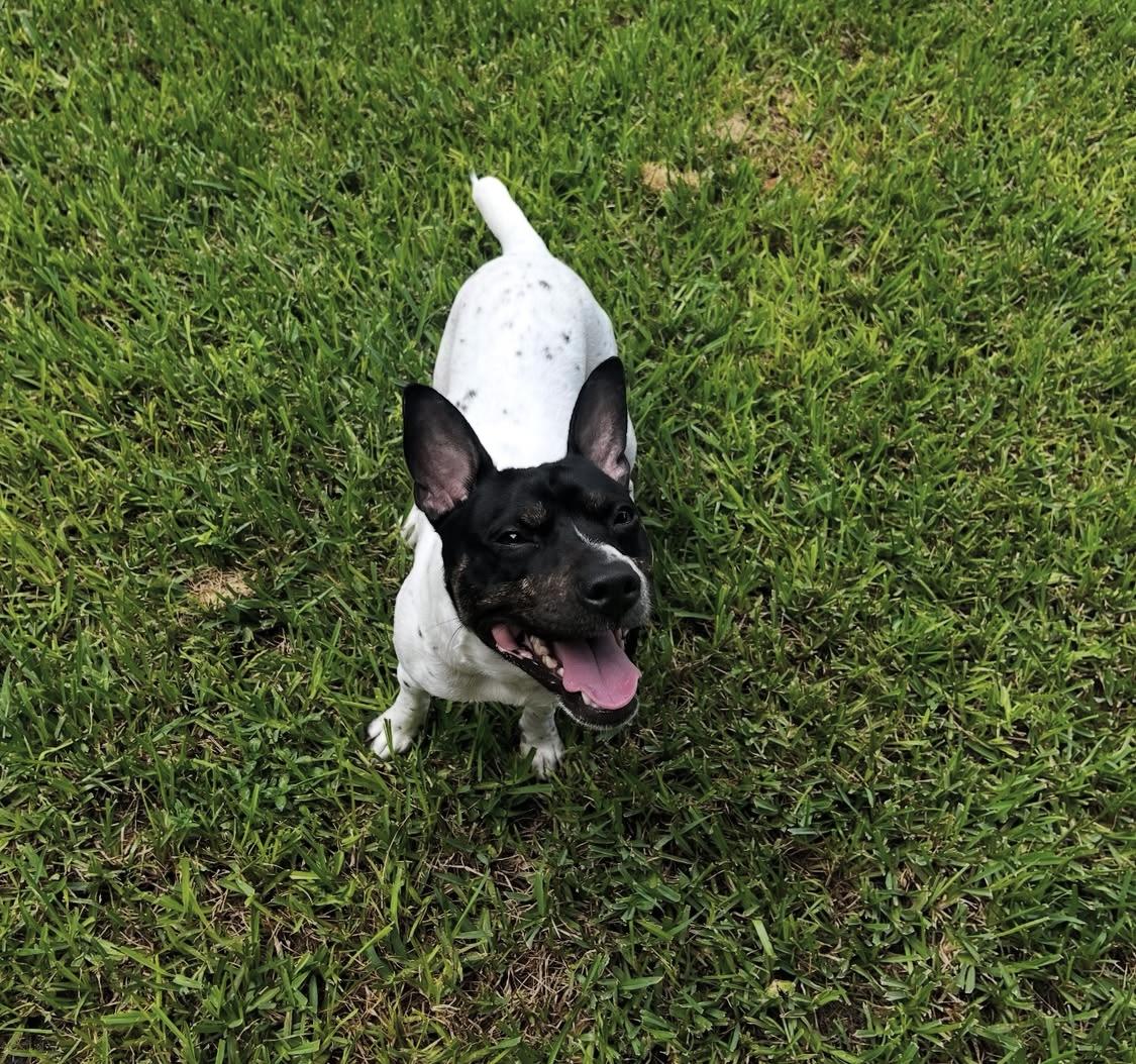 Enlarge PANDA, a Adoptable mixed breed in Miami, FL image 1/3