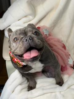 Enlarge DIAMOND, a Adoptable mixed breed in Miami, FL image 2/4