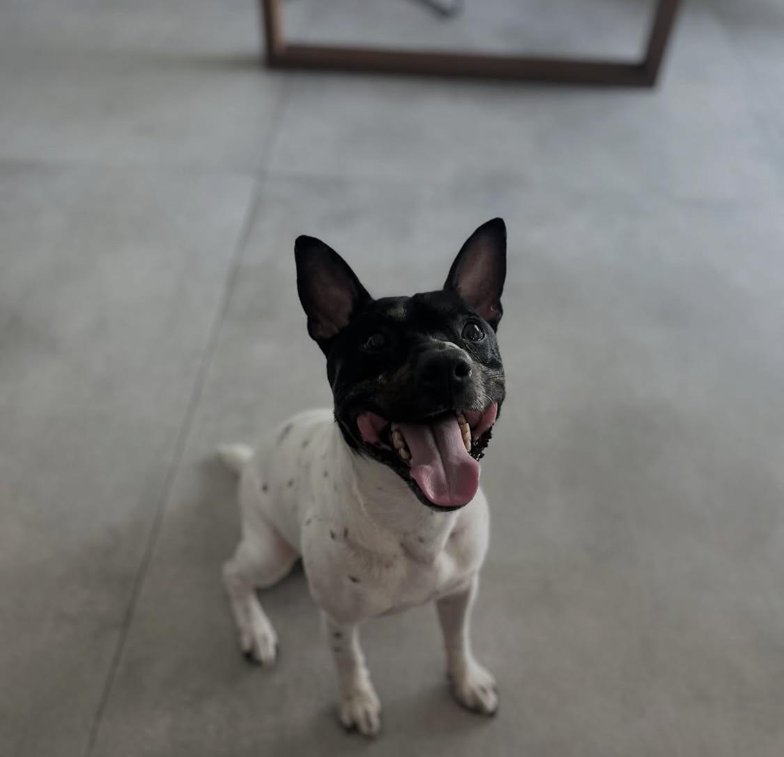 Panda is a male dog who is incredibly affectionate His sweet nature and loving demeanor make him a 