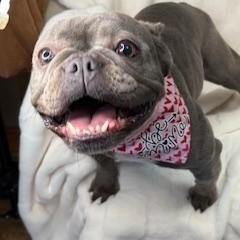 Enlarge DIAMOND, a Adoptable mixed breed in Miami, FL image 4/4