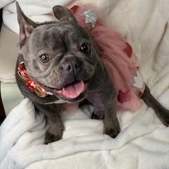 DIAMOND, Adoptable, Adult Female French Bulldog.