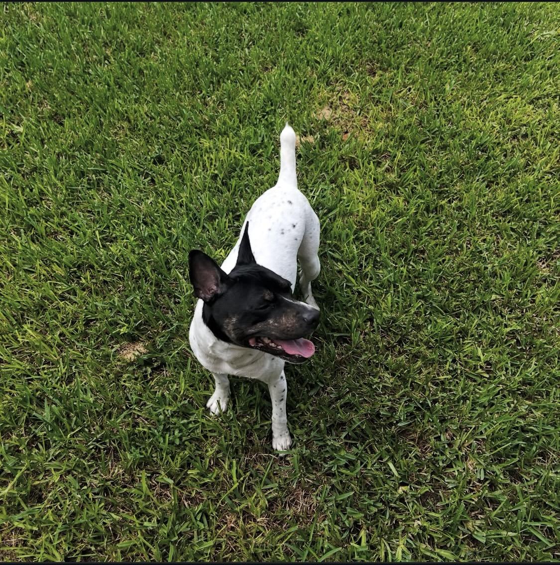 Enlarge PANDA, a Adoptable mixed breed in Miami, FL image 3/3
