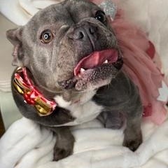 Enlarge DIAMOND, a Adoptable mixed breed in Miami, FL image 3/4