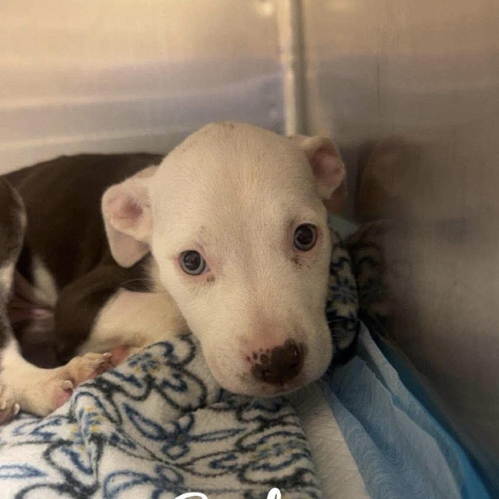 Sunfyre (p), Adoptable, Puppy Female American Staffordshire Terrier.