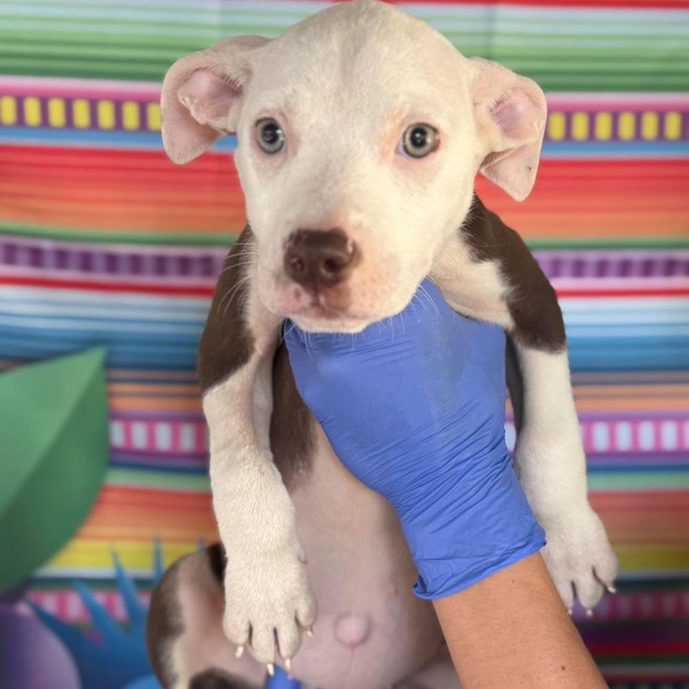 Enlarge Sunfyre (p), a Adoptable mixed breed in Long Island City, NY image 2/2