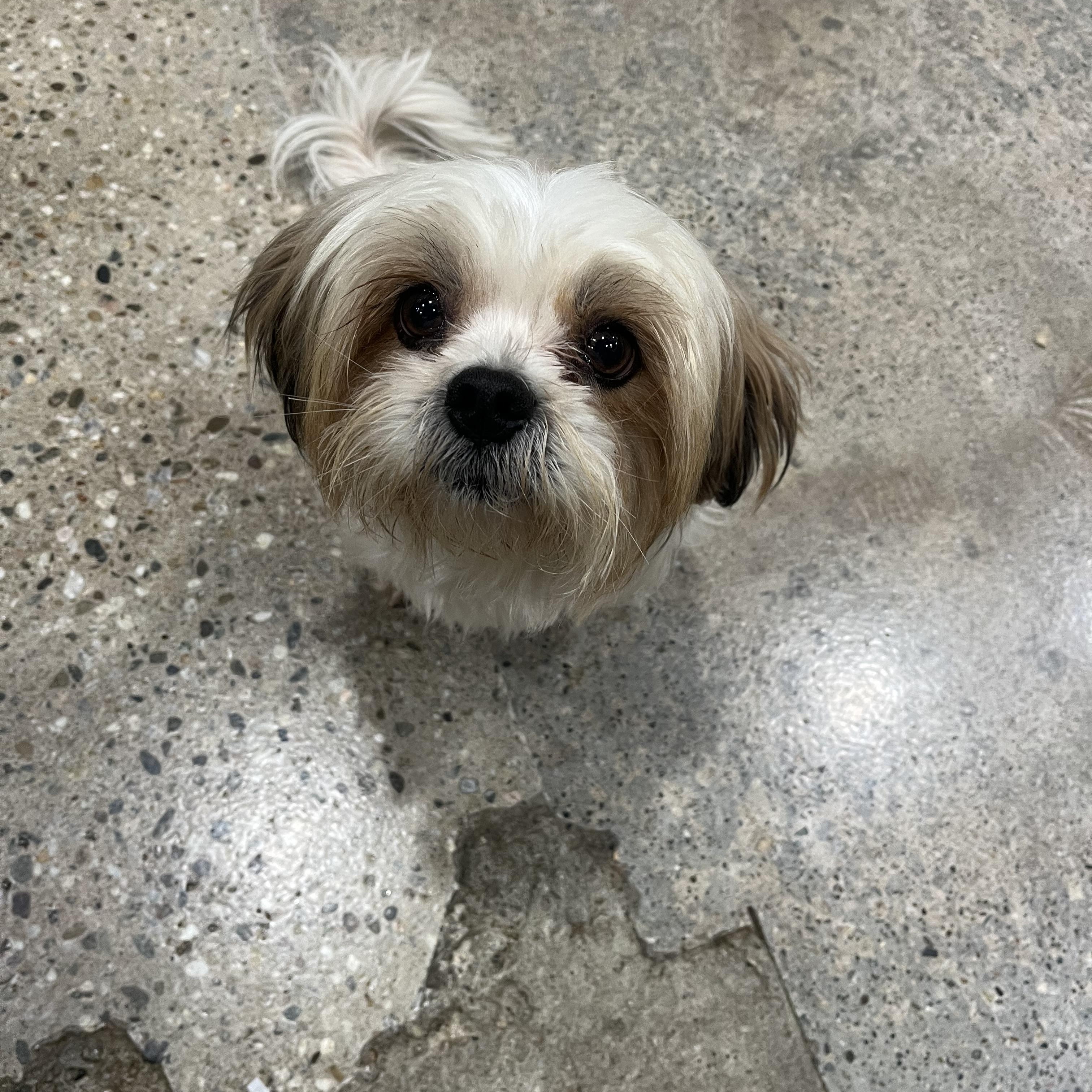 Enlarge Woofies, a ADOPTABLE Shih Tzu in Thousand Oaks, CA image 1/1