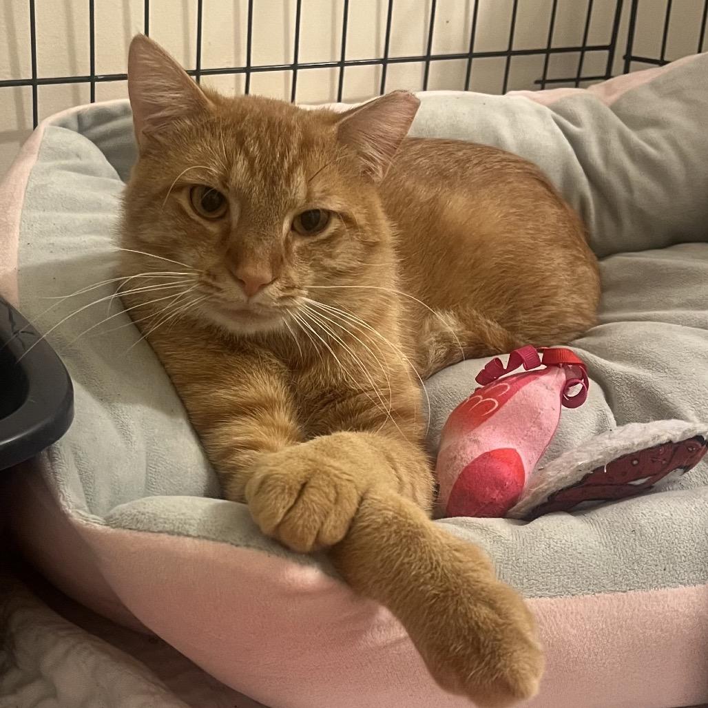 Amos 1100Worley11, Adoptable, Young Male Domestic Short Hair.