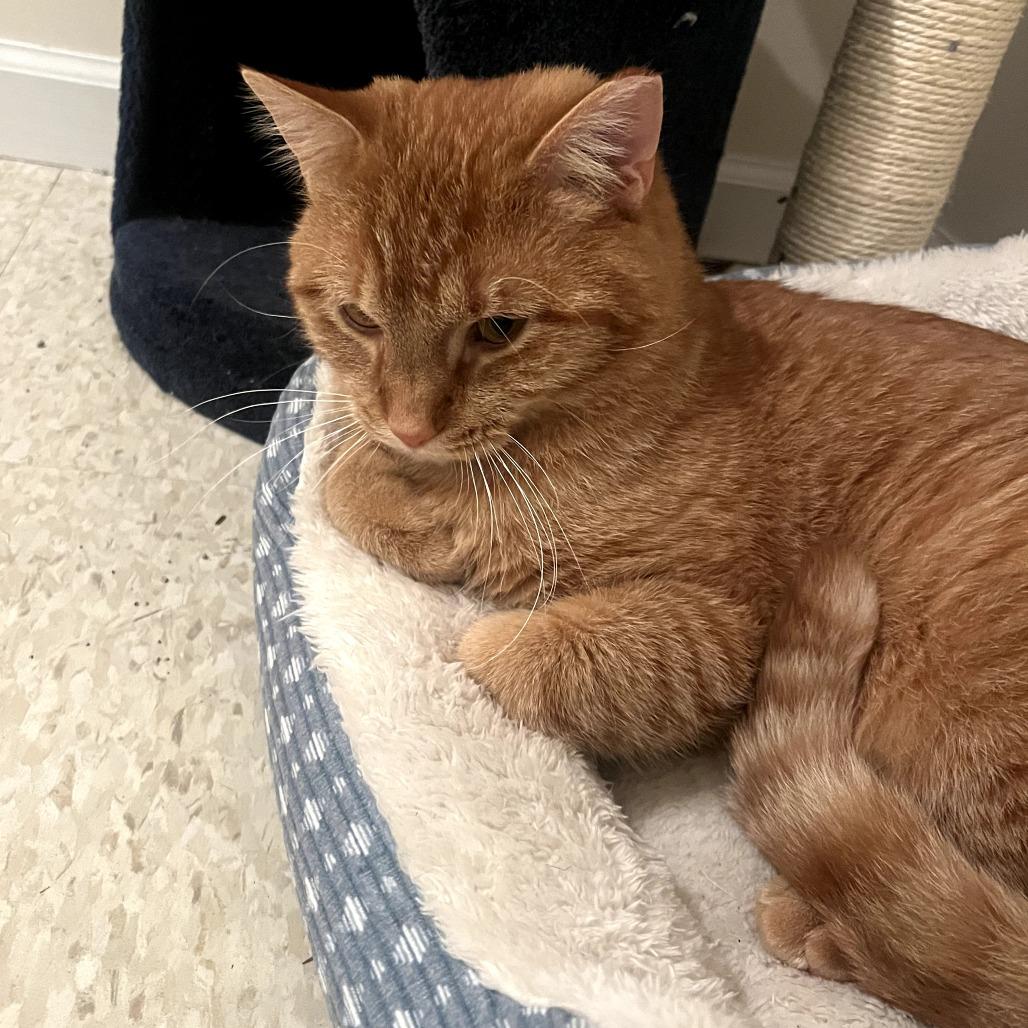 Enlarge Amos 1100Worley11, a Adoptable Domestic Short Hair in Columbia, MO image 4/4