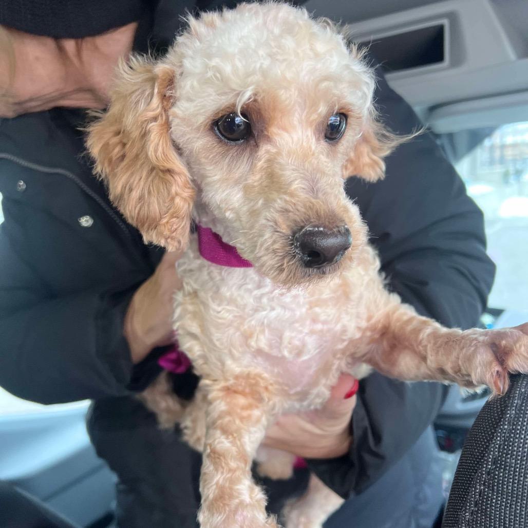 Frosty, Adoptable, Young Male Maltese & Poodle.