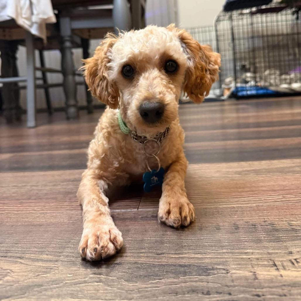 Enlarge Frosty, a Adoptable mixed breed in St. Charles, IL image 2/6