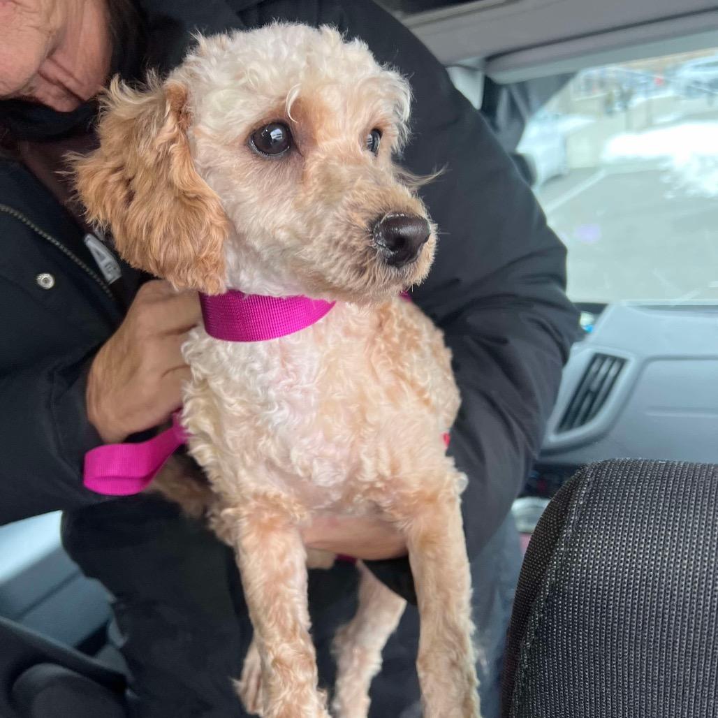Enlarge Frosty, a Adoptable mixed breed in St. Charles, IL image 3/6