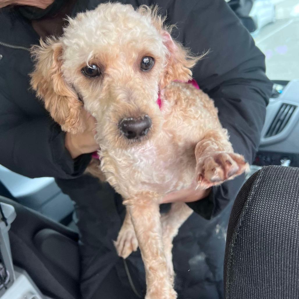 Enlarge Frosty, a Adoptable mixed breed in St. Charles, IL image 4/6