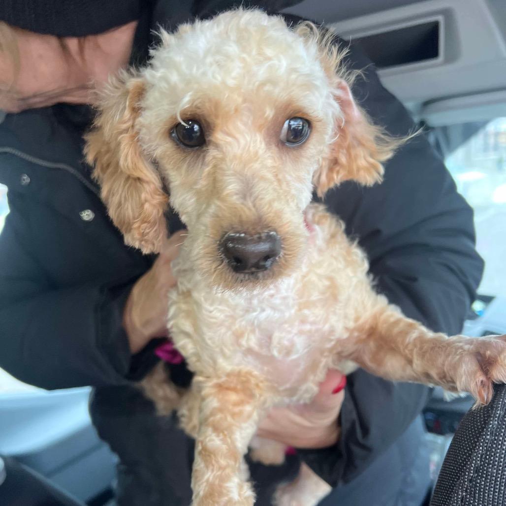 Enlarge Frosty, a Adoptable mixed breed in St. Charles, IL image 5/6