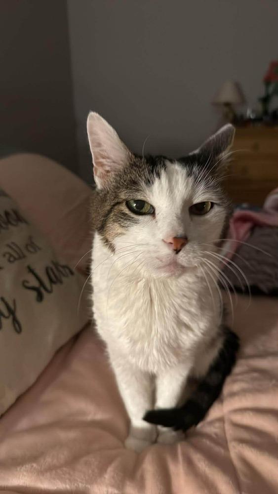 Sparks, Adoptable, Senior Male Domestic Short Hair.