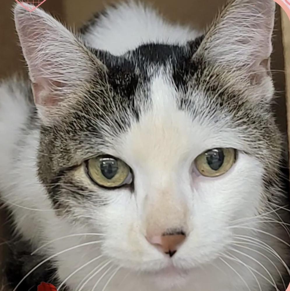 Enlarge Sparks, a Adoptable Domestic Short Hair in Chicago, IL image 2/5