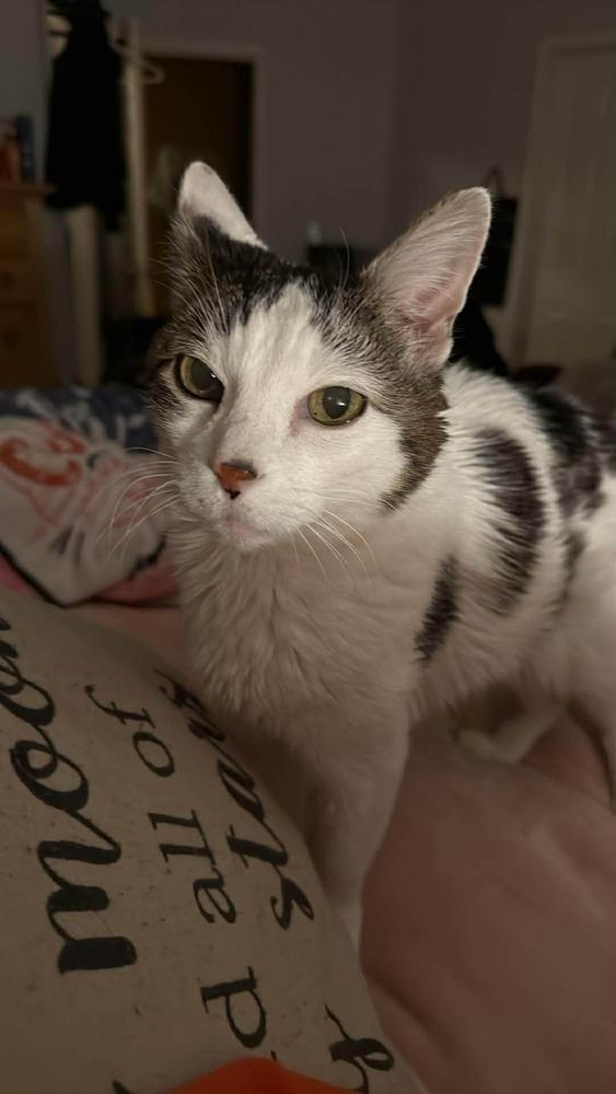 Enlarge Sparks, a Adoptable Domestic Short Hair in Chicago, IL image 3/5