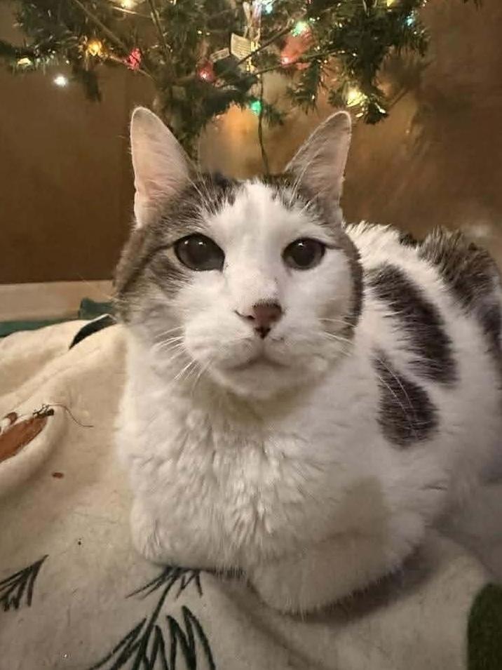 Enlarge Sparks, a Adoptable Domestic Short Hair in Chicago, IL image 4/5
