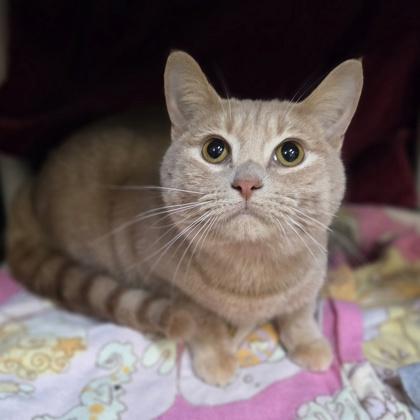 Clover, Adoptable, Adult Female Domestic Short Hair & Domestic Short Hair.