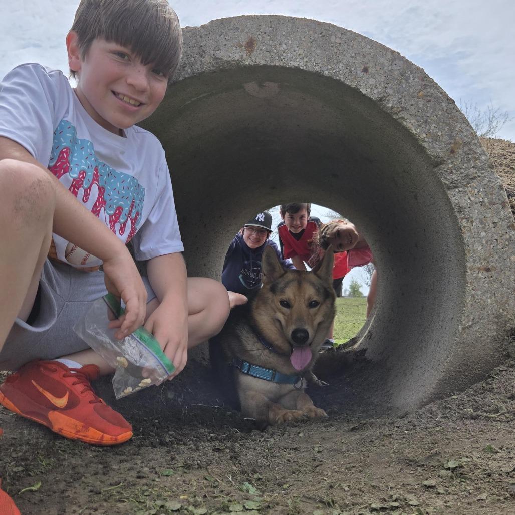 Coy, Adoptable, Adult Male Shepherd.