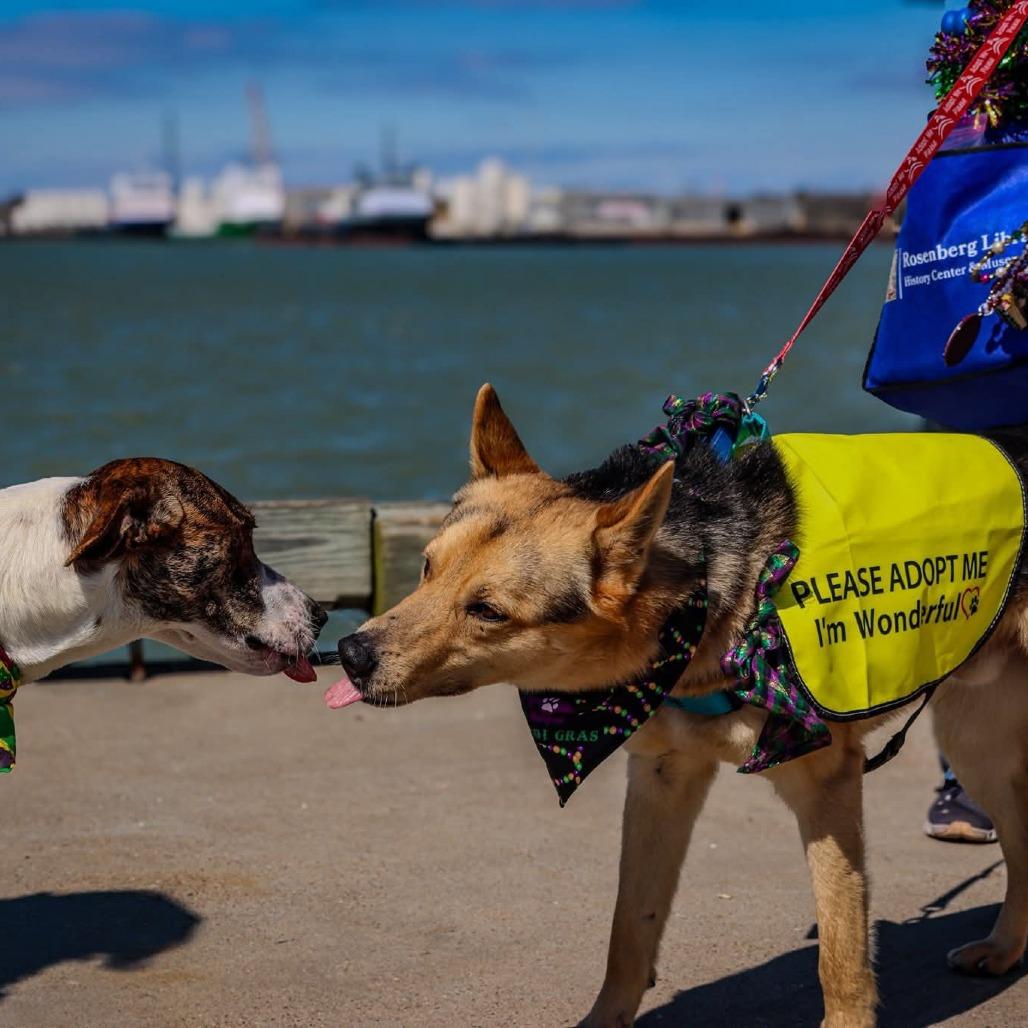 Enlarge Coy, a Adoptable Shepherd in Galveston, TX image 2/6