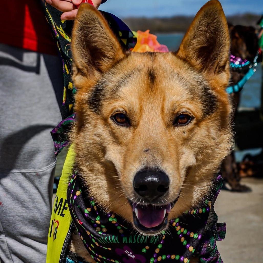 Enlarge Coy, a Adoptable Shepherd in Galveston, TX image 3/6