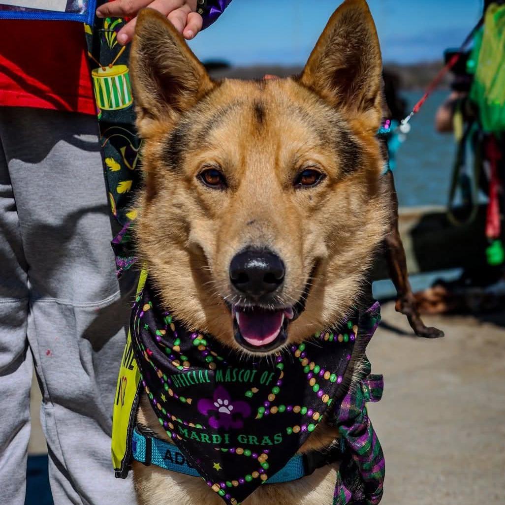 Enlarge Coy, a Adoptable Shepherd in Galveston, TX image 4/6