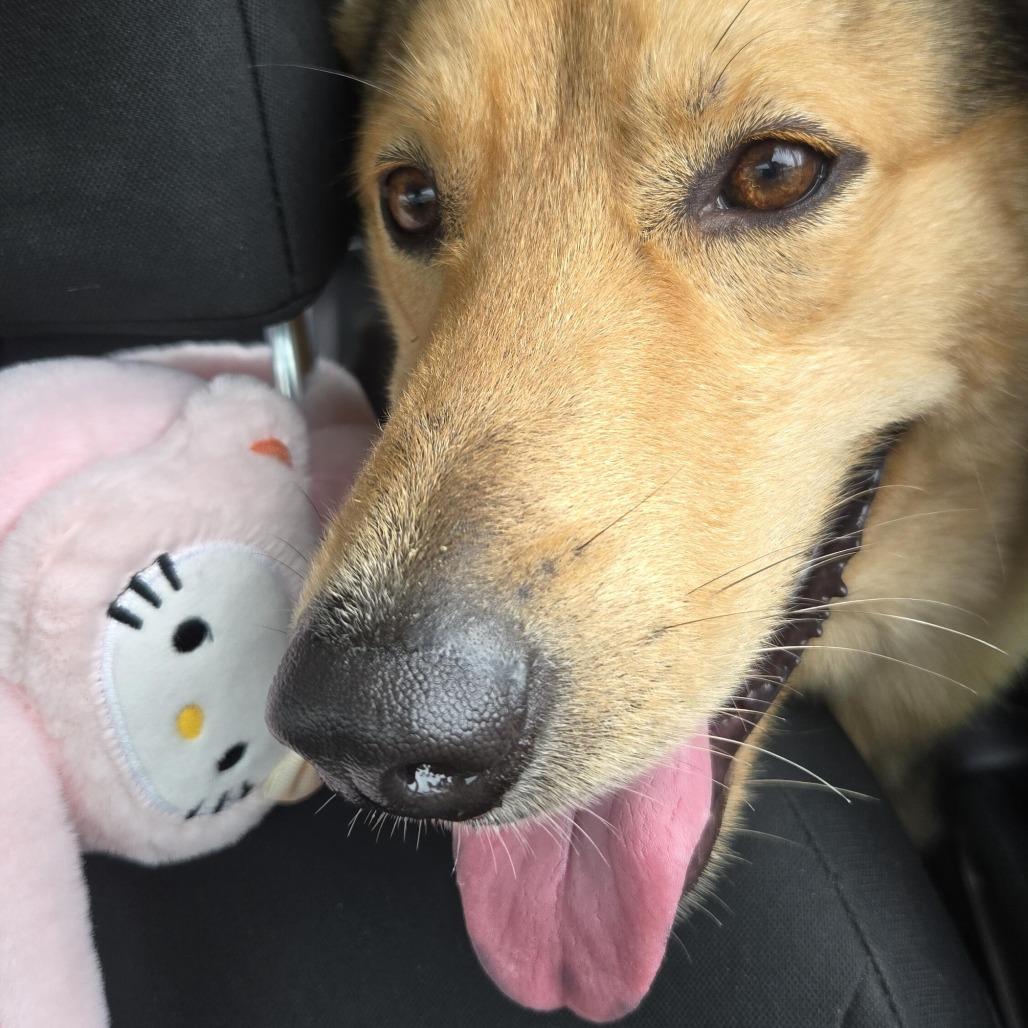 Enlarge Coy, a Adoptable Shepherd in Galveston, TX image 5/6