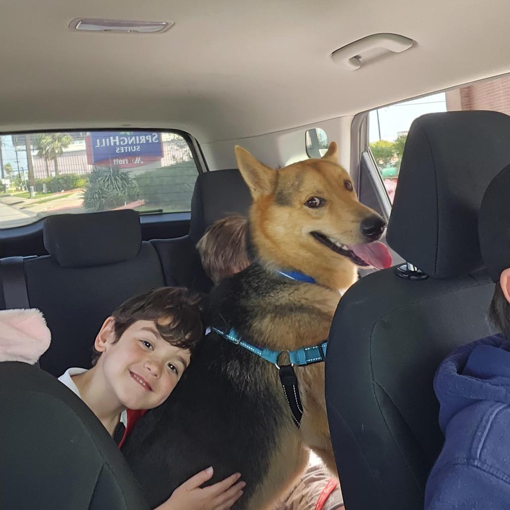 Enlarge Coy, a Adoptable Shepherd in Galveston, TX image 6/6