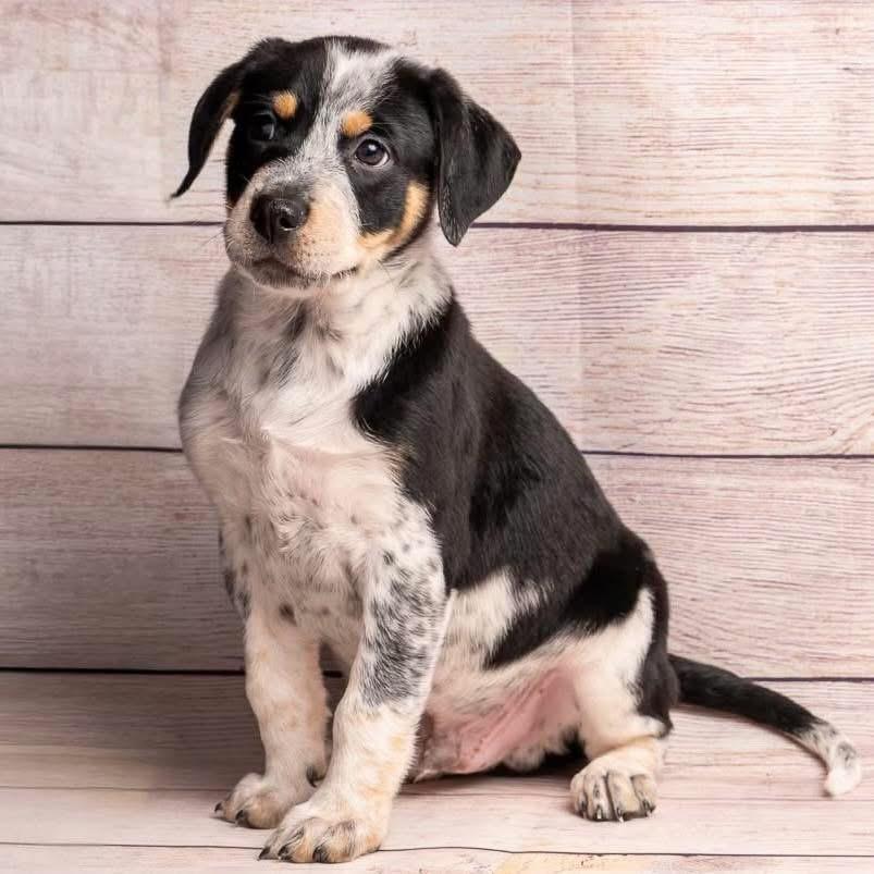 Batman, Adoptable, Puppy Male Mixed Breed.