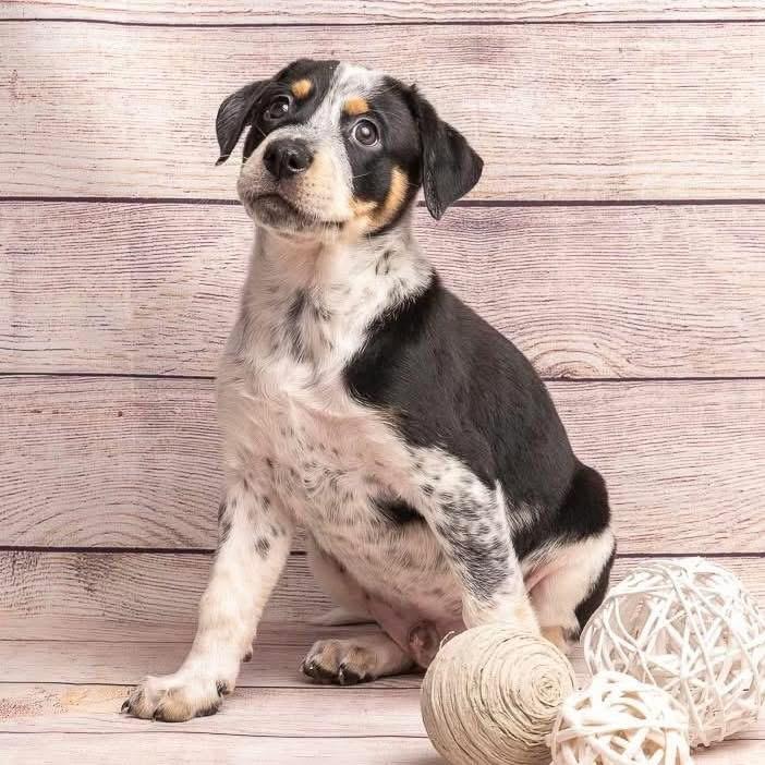 Batman, a Adoptable Mixed Breed in Smyrna, GA image 2/5