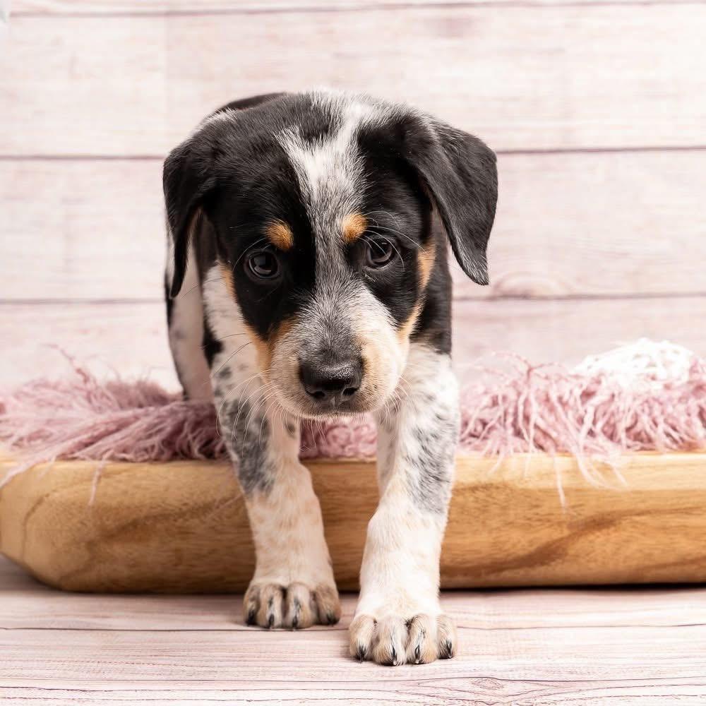 Batman, a Adoptable Mixed Breed in Smyrna, GA image 3/5