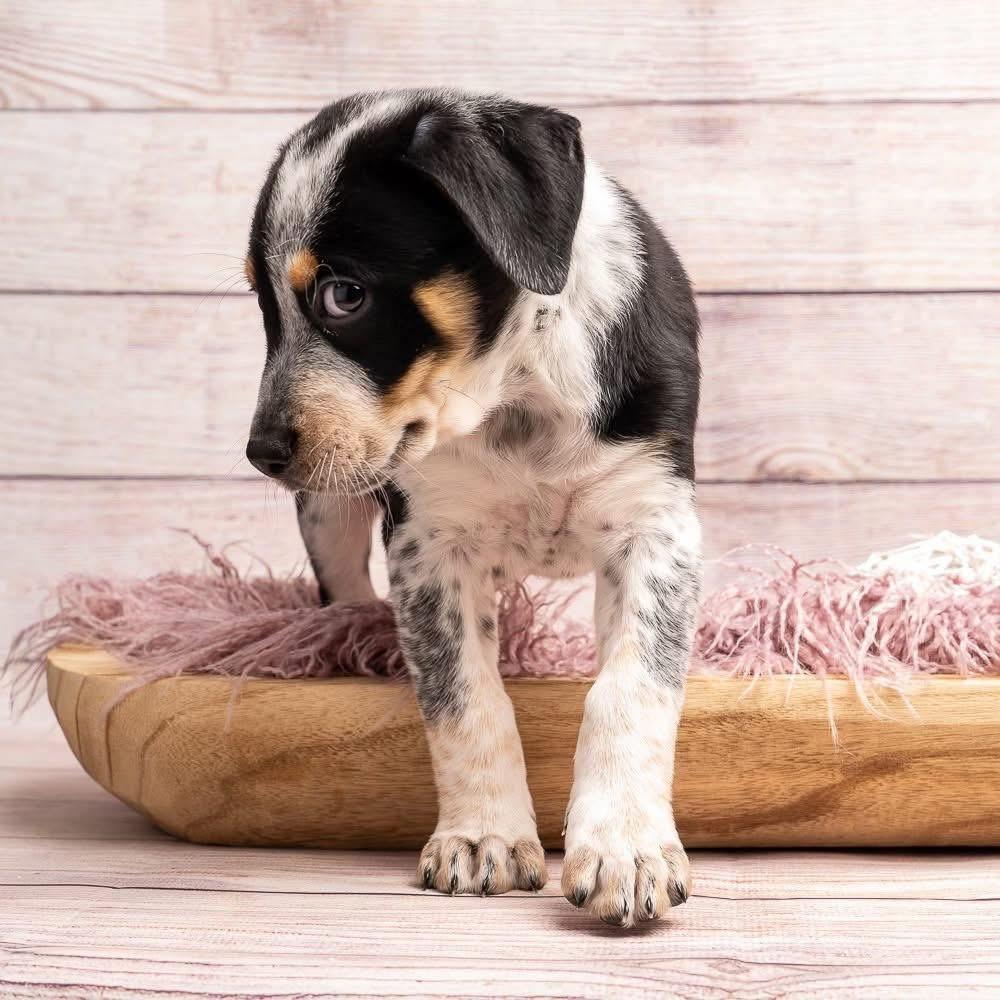 Batman, a Adoptable Mixed Breed in Smyrna, GA image 4/5