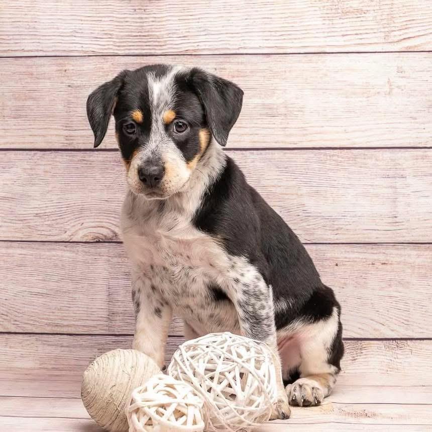 Batman, a Adoptable Mixed Breed in Smyrna, GA image 5/5