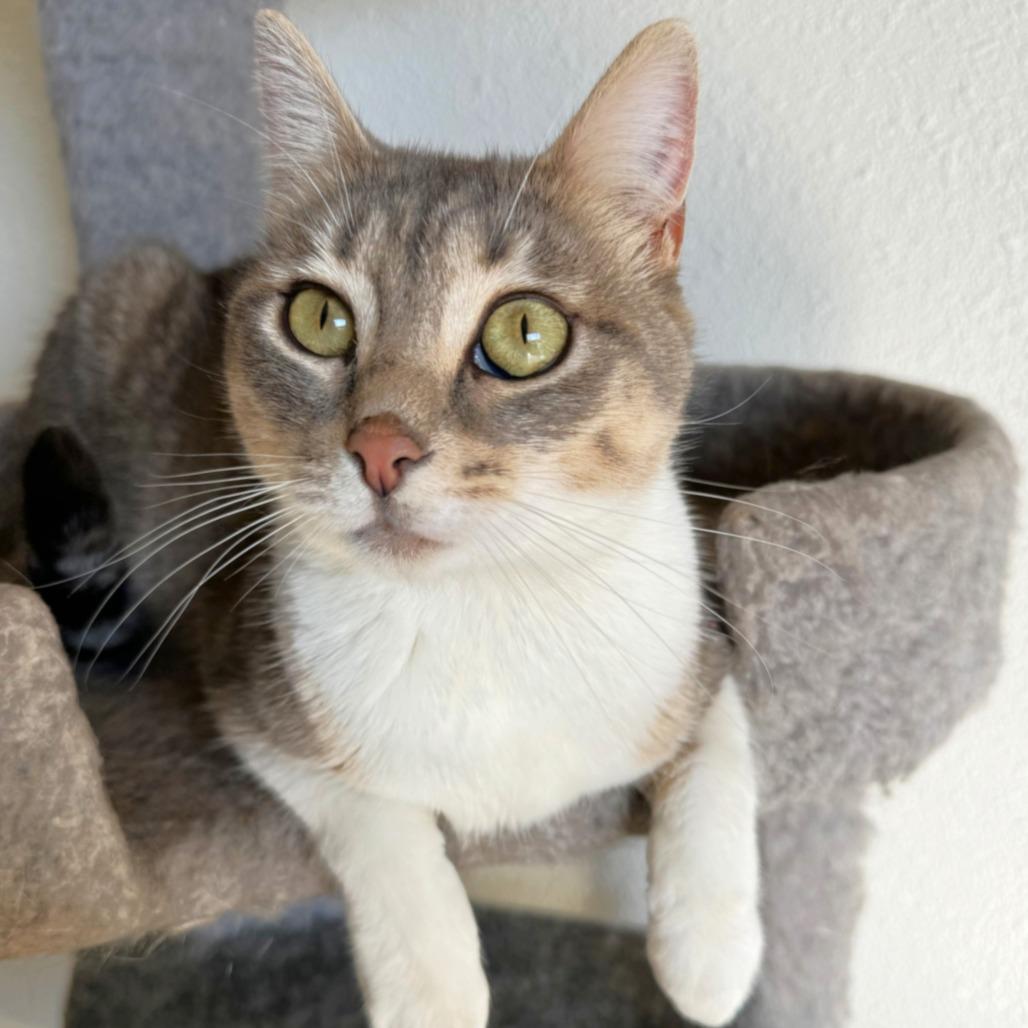 Petita, Adoptable, Adult Female Domestic Short Hair.