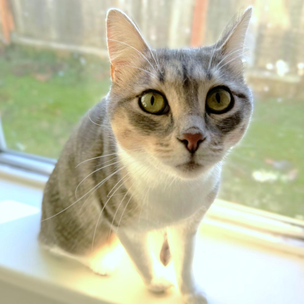 Enlarge Petita, a Adoptable Domestic Short Hair in Springfield, OR image 2/3