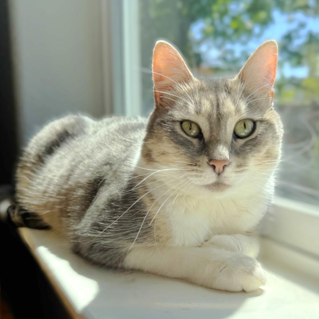 Enlarge Petita, a Adoptable Domestic Short Hair in Springfield, OR image 3/3
