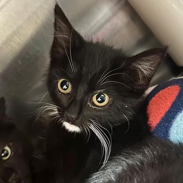 Flick, Adoptable, Kitten Female Domestic Short Hair.