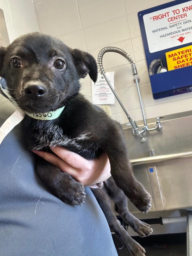 Cove, Adoptable, Puppy Male Mixed Breed.