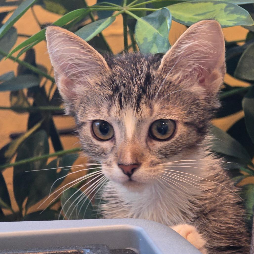 Thistle — thumbnail 2