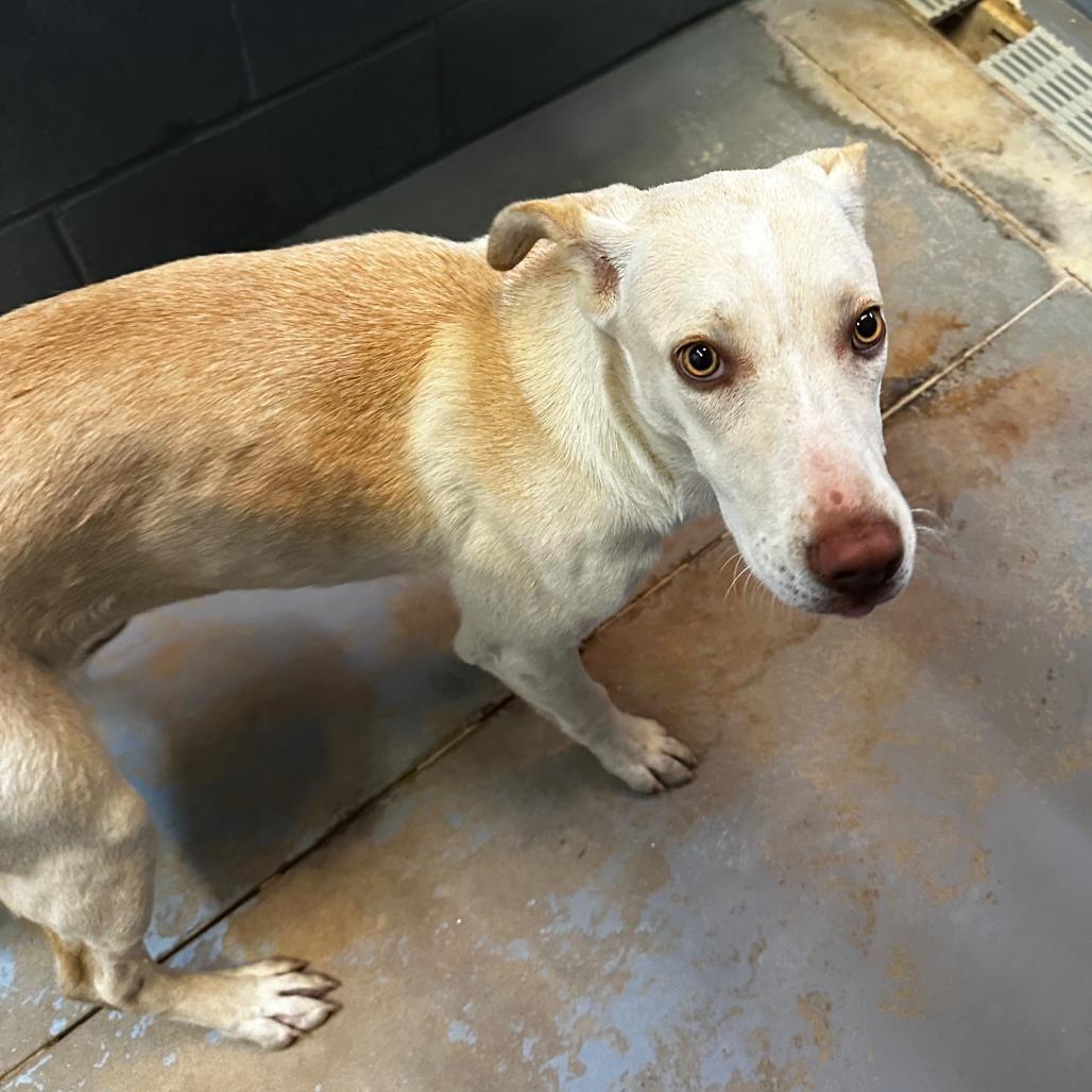 Gaia, Adoptable, Young Female Mixed Breed.
