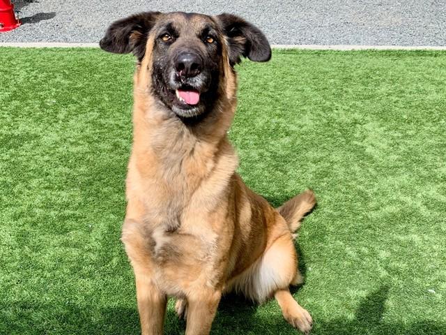 GABBY, Adoptable, Adult Female German Shepherd Dog.