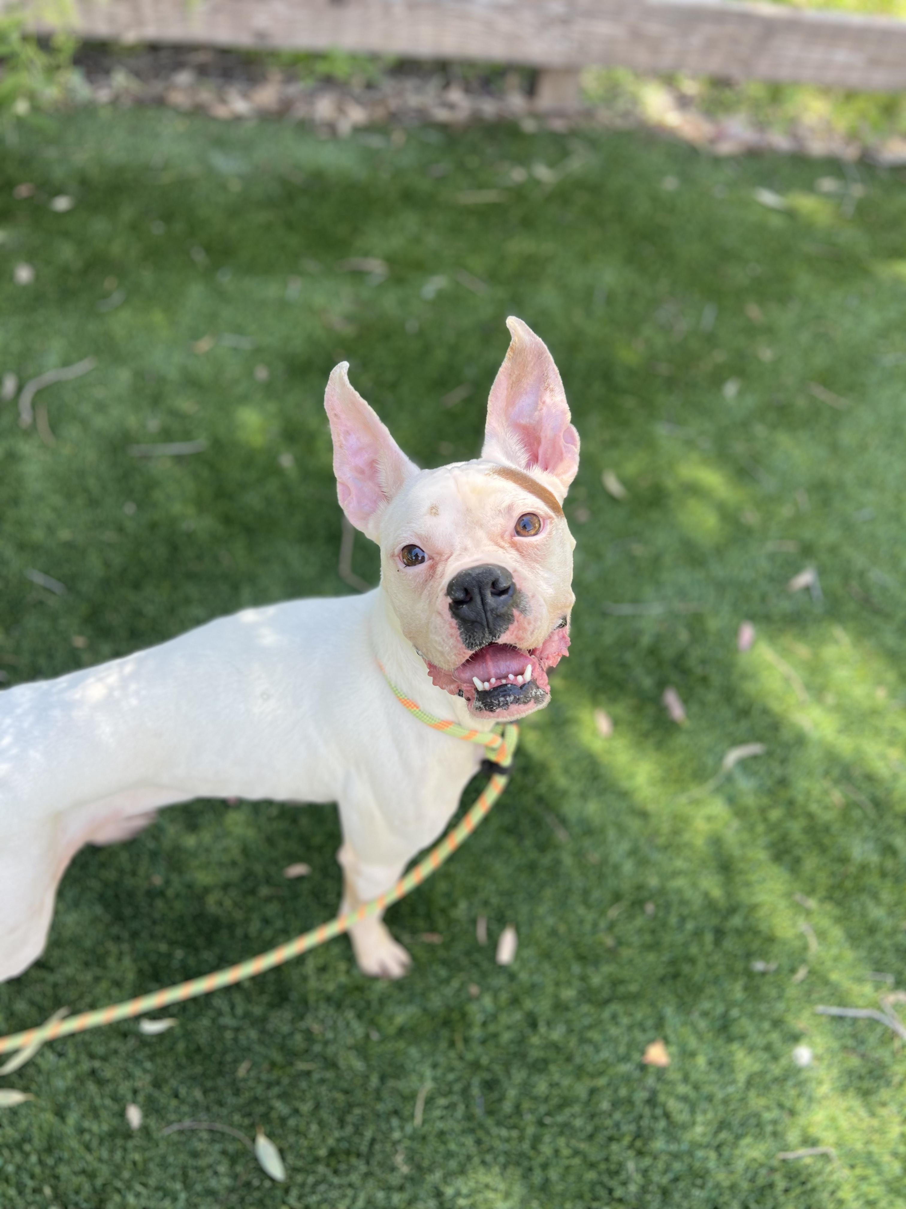 Enlarge Sally, a ADOPTABLE Boxer in West Hollywood, CA image 2/3