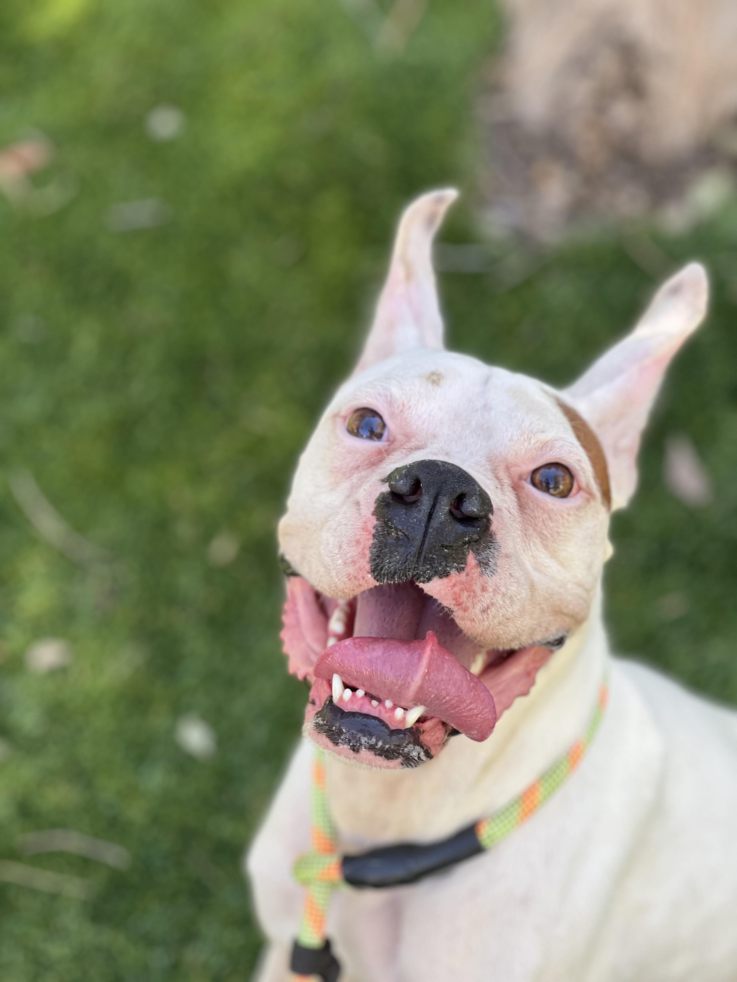 Enlarge Sally, a ADOPTABLE Boxer in West Hollywood, CA image 3/3