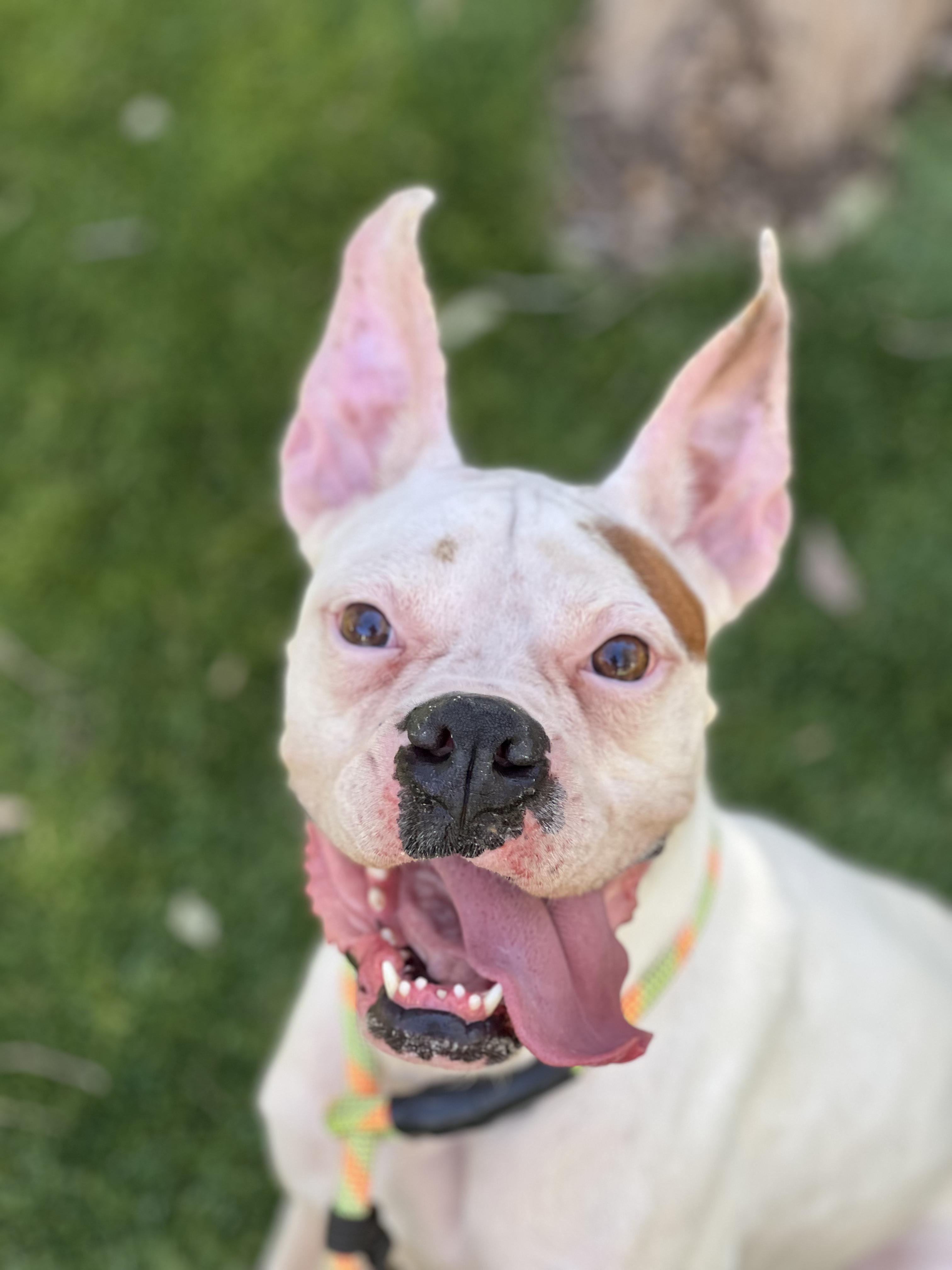 Sally, ADOPTABLE, Young Female Boxer.