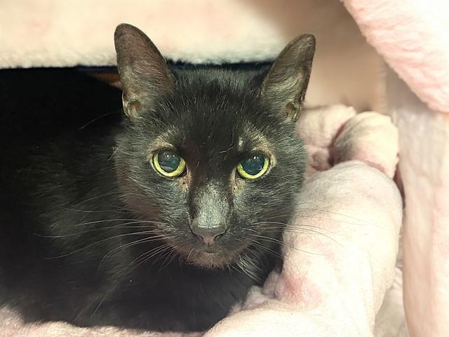 NALA, Adoptable, Adult Female Domestic Short Hair.