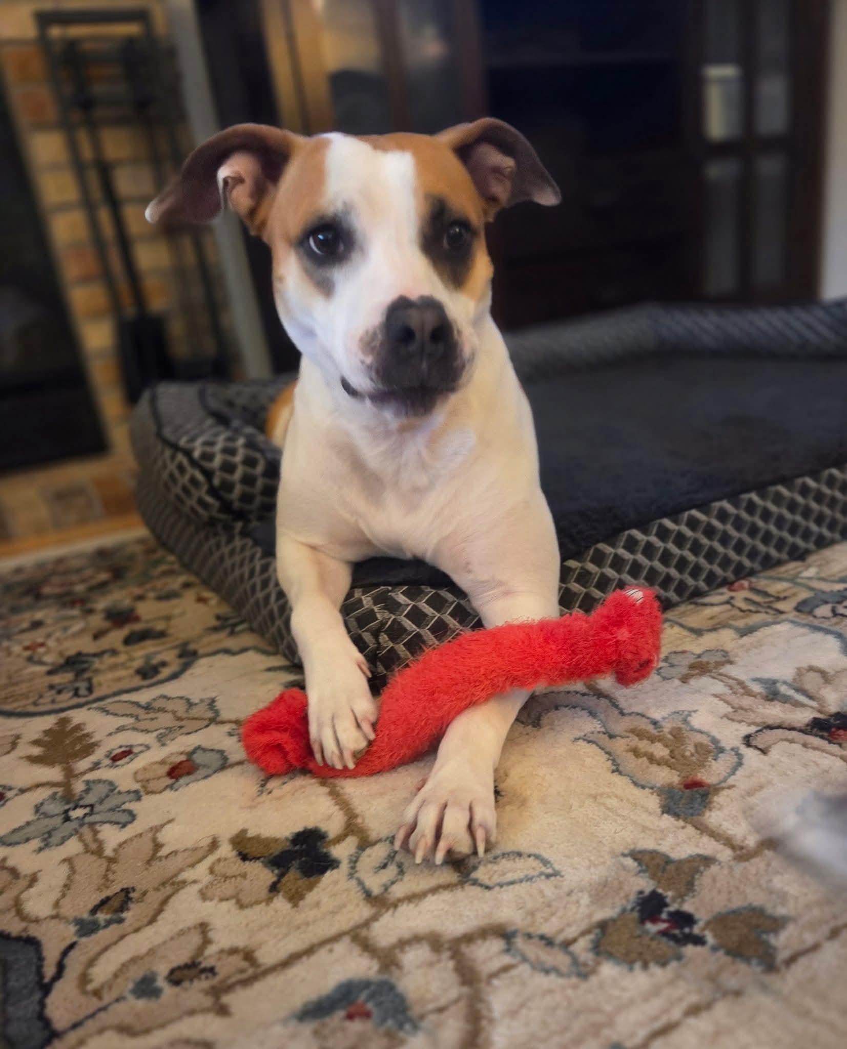 Enlarge BJ   $200, a Adoptable mixed breed in Milwaukee, WI image 5/5