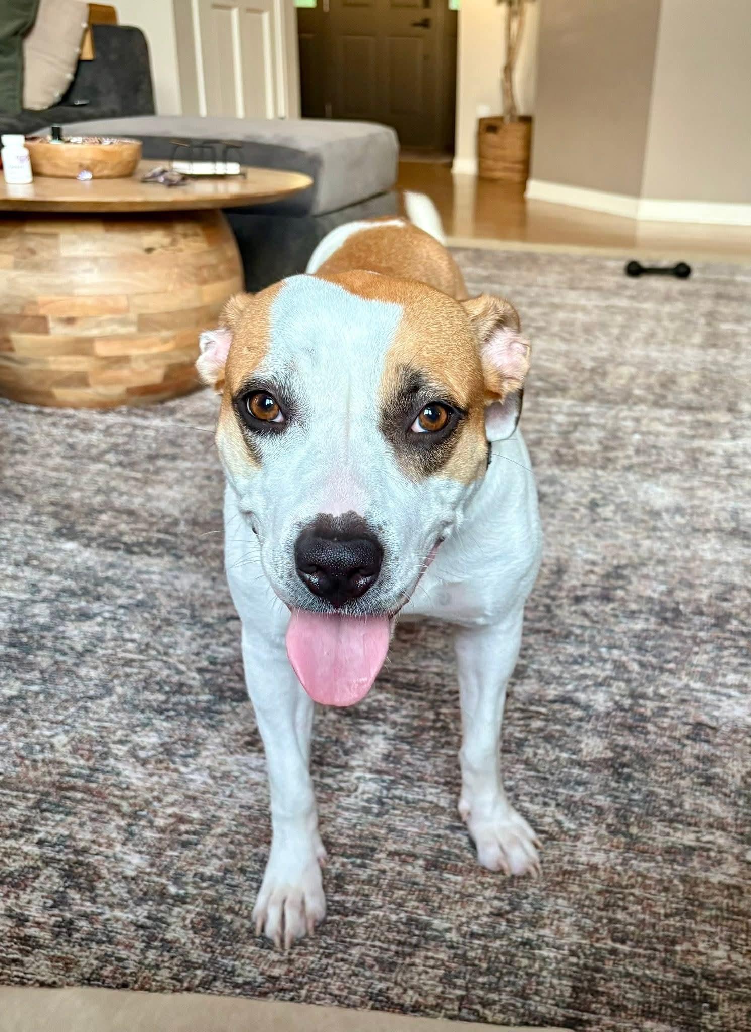 BJ $425, a Adoptable mixed breed in Milwaukee, WI image 5/6