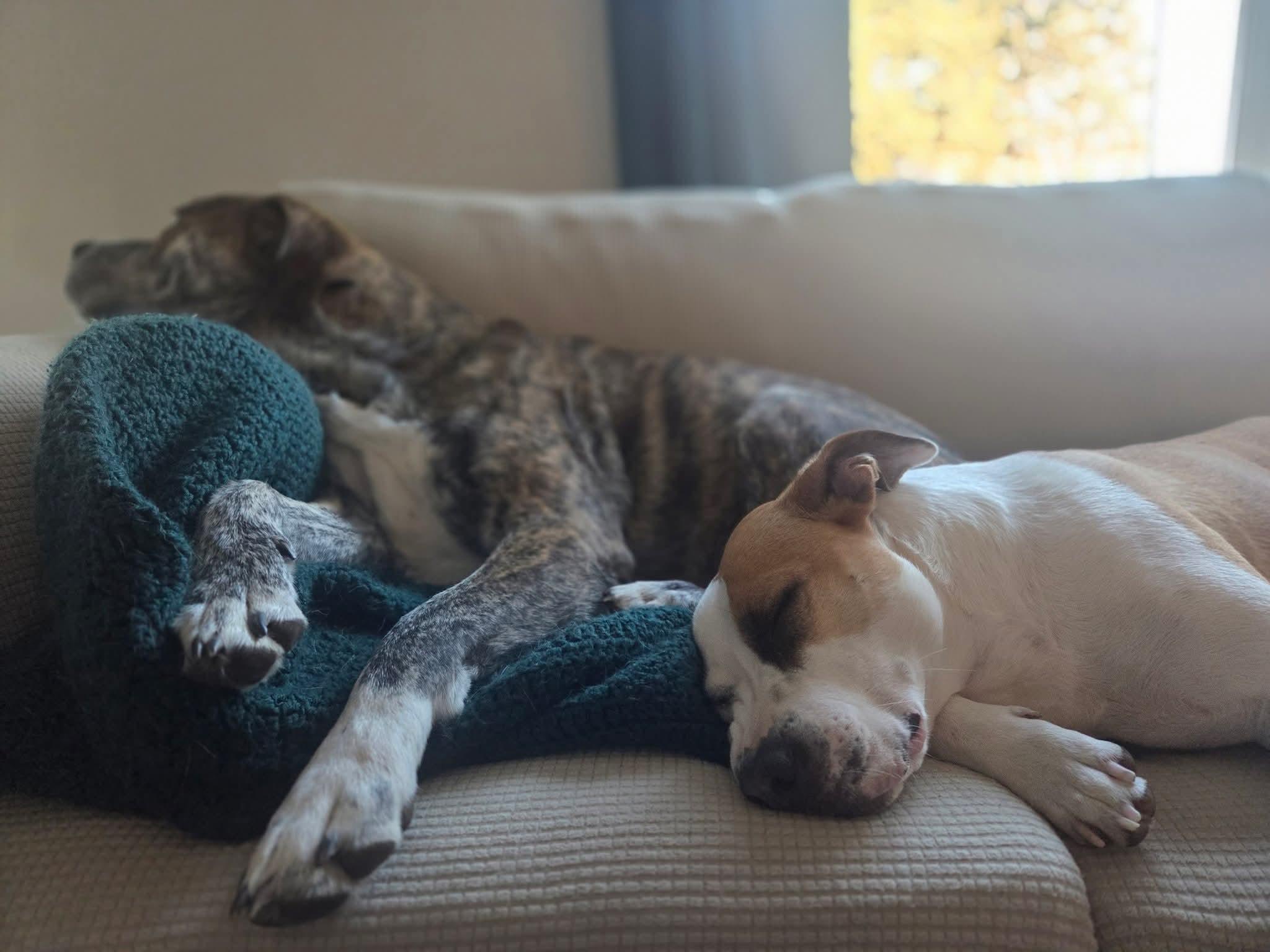 Enlarge BJ   $200, a Adoptable mixed breed in Milwaukee, WI image 4/5