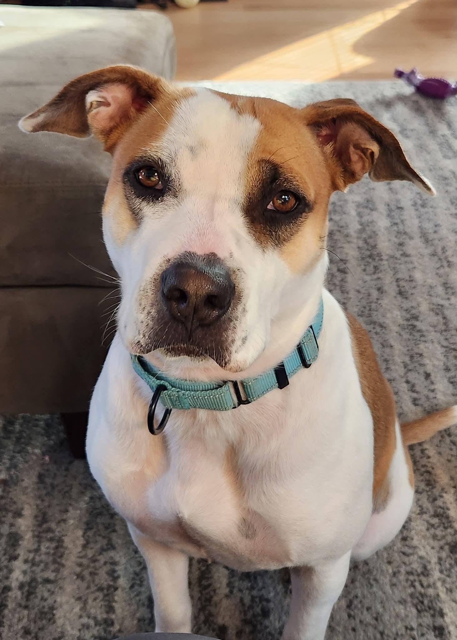 BJ   $425, Adoptable, Adult Female Mixed Breed.